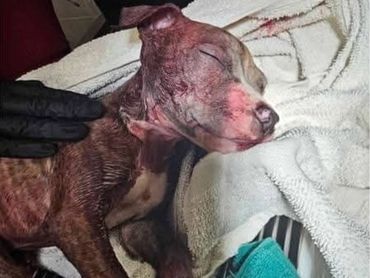 Injured dog resting with eyes closed, being comforted.