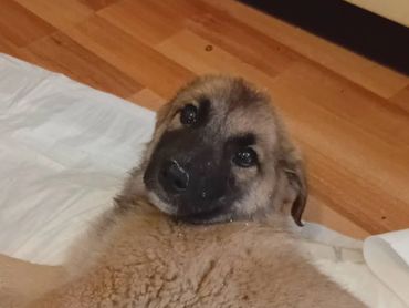 Fluffy puppy lying on a white blanket indoors.