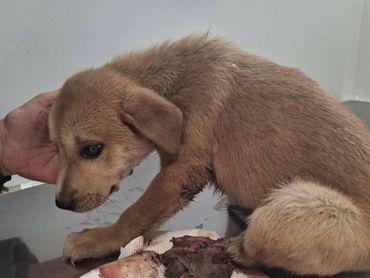 A brown puppy with a severely injured paw being comforted on a metal table.
