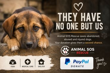 Sad dog appeals for donations to Animal SOS Rescue for food, medical care, and shelter.