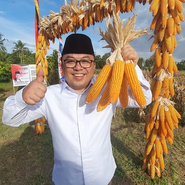 Muhammad Rahmad, Panen jagung unggulan di Kenagarian VII Koto Talago