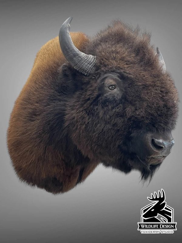 Taxidermy buffalo