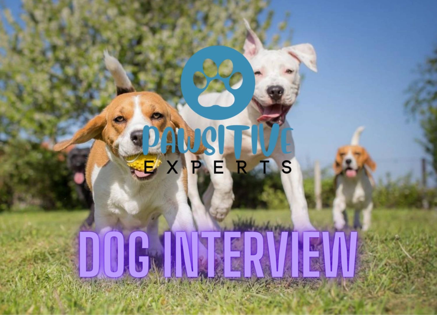 Pawsitive Experts Free Dog Interview Logo (2023)