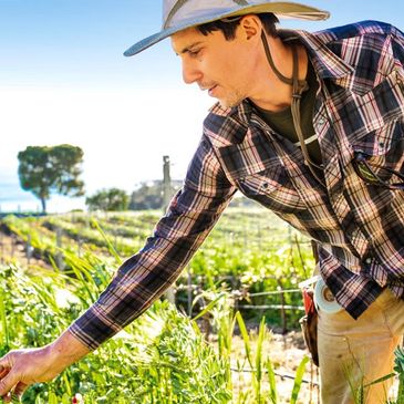 A man in a hat tending plants on a sunny farm with ocean views.