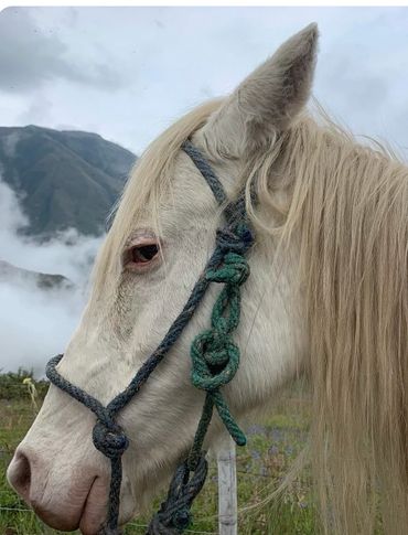 Close-up of a white horse with a rope halter against a misty mountain background.