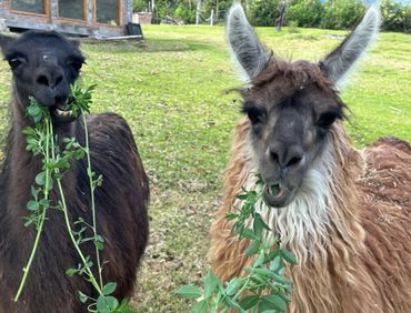 Two llamas eating green plants in a grassy area.