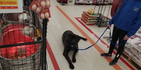 A leashed dog in a store