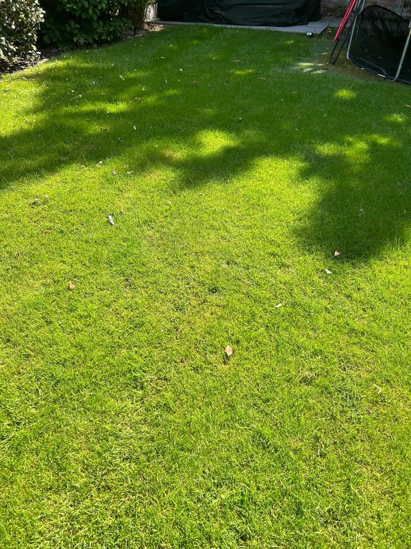 Lawn after being treated by Lawnurture