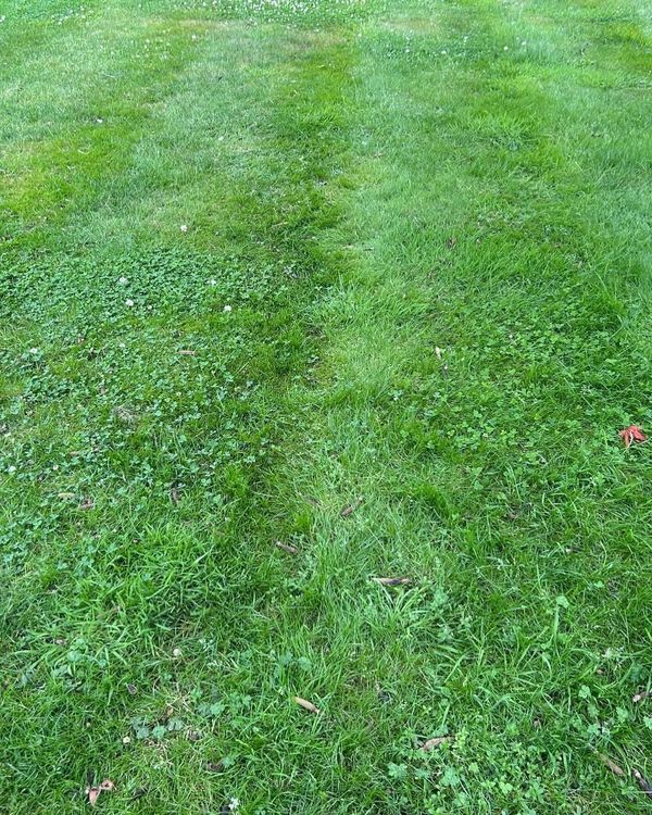 Weedy Lawn Lawnture Lawn Care team treated over summer 2024