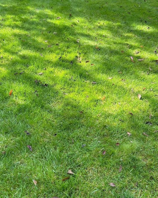 Treated lawn following weed killer looking much better