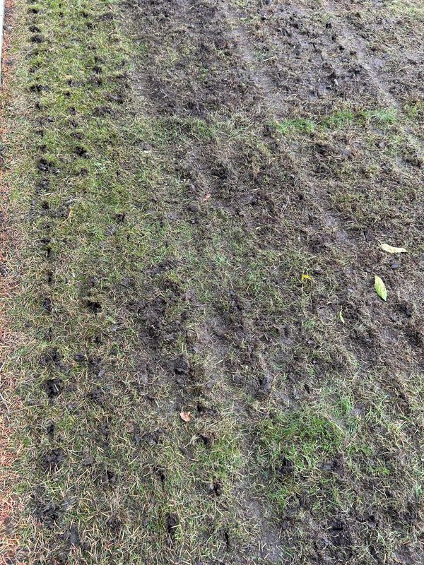 Lawn being renovated through scarification and Aeration