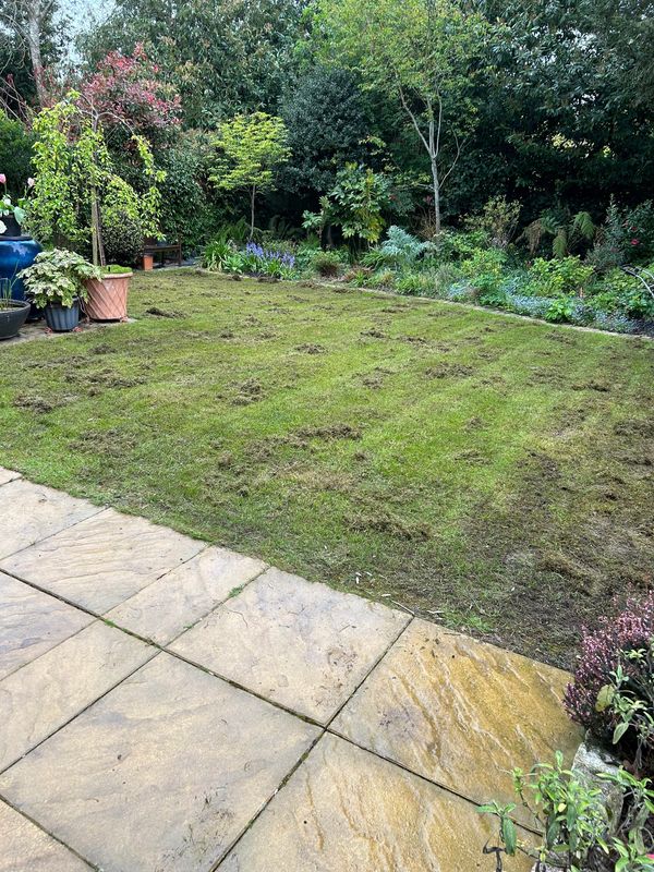 Lawn renovation through scarification