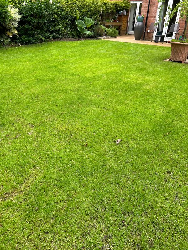 Healthy lawn after lawn scarification