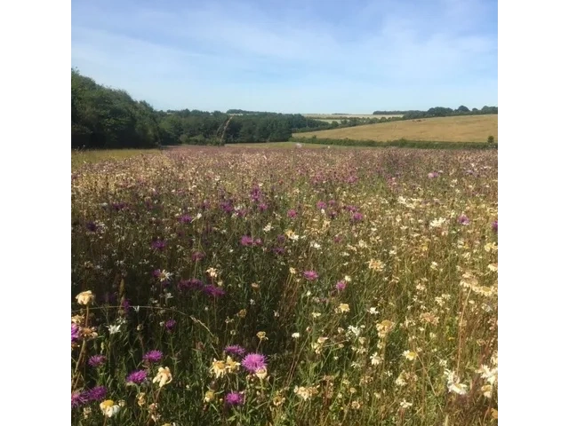 Chalk grassland is described by Kent Wildlife Trust as the "Rainforest of Europe", both for its incr