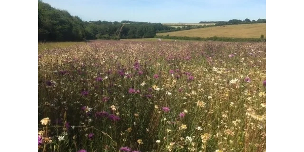 With twenty years of experience we can help you to encourage more species to your grassland