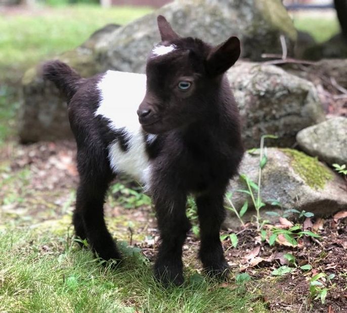 Our first baby goat born on our farm! His name is Harry!