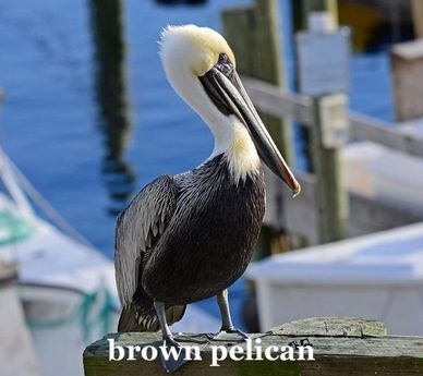 brown pelican