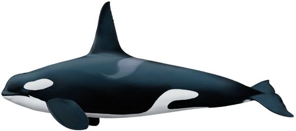 orca