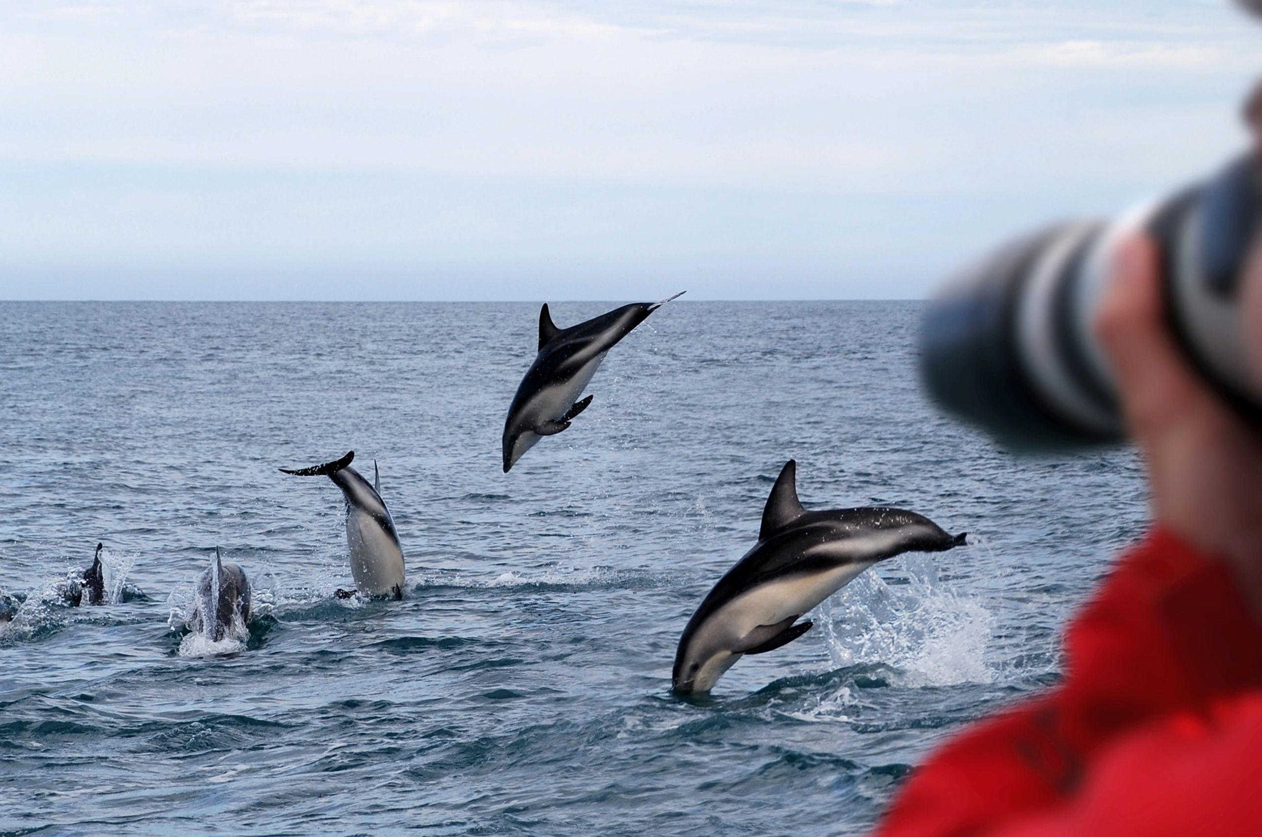 ocean safari guide taking photos of dolphin