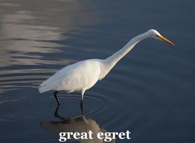 great egret