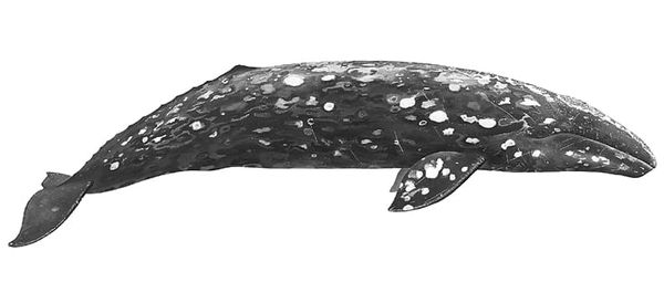 image of gray whale