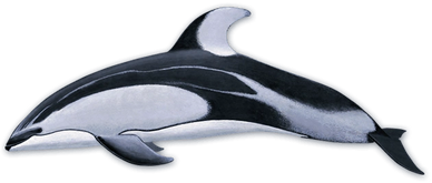 Pacific white-sided dolphin