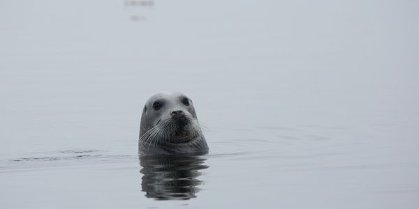 Photo of sea lion