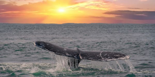 Whale tail sunset