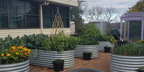 The Backyard Garden Enthusiast Giving Back|Community Garden|Planting Australian native seeds