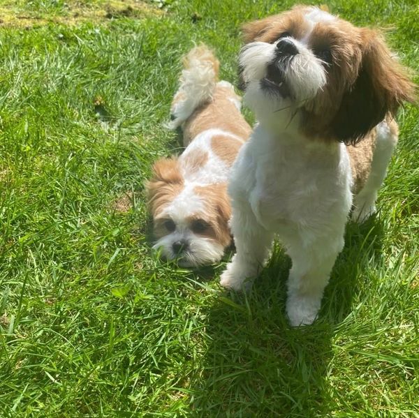 Two small dogs on green grass, one standing and the other lying down.