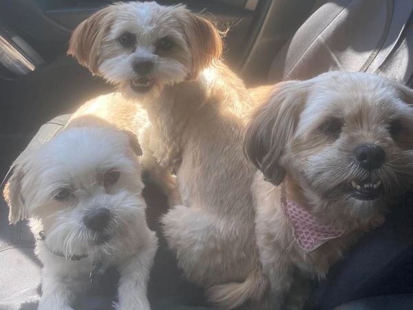 Three small dogs sitting together on a car seat in sunlight.