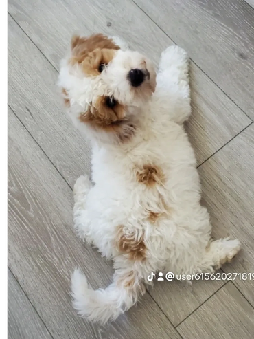 Parti Poodle Puppies Idaho Utah