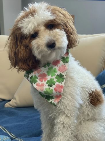 A fluffy white and brown dog wearing a shamrock-patterned bandana.