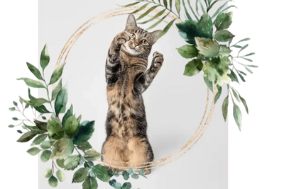 happy cat standing on rear paws