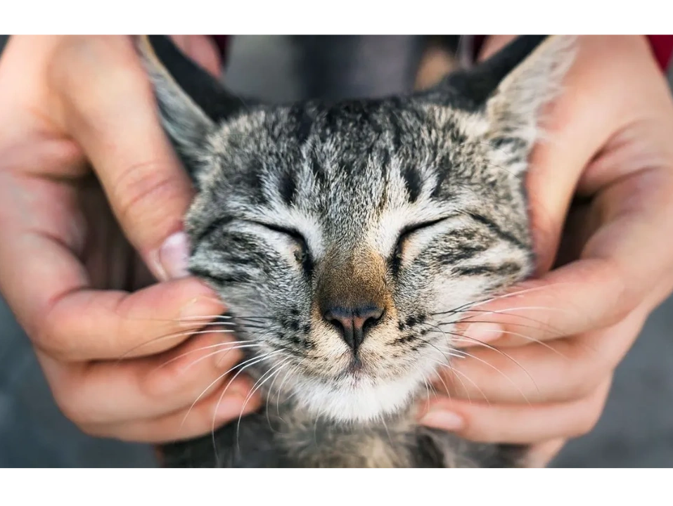 cat getting chin rubs
