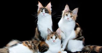 3 beautifully groomed Maine Coon cats