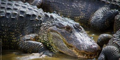 Alligator Adventure, things to do, North Myrtle Beach vacation