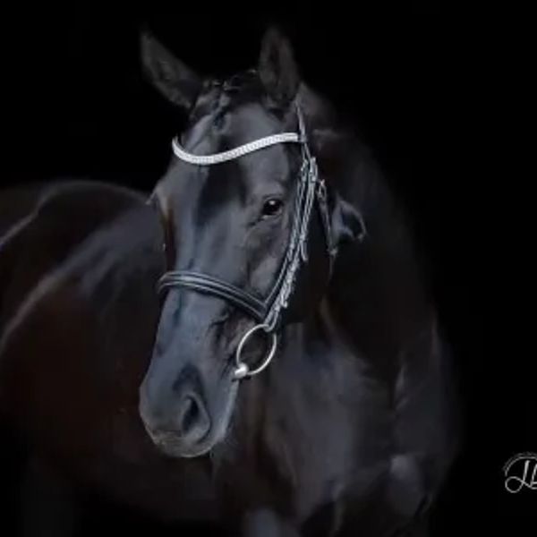 Elegant black horse with a decorative bridle against a dark background.