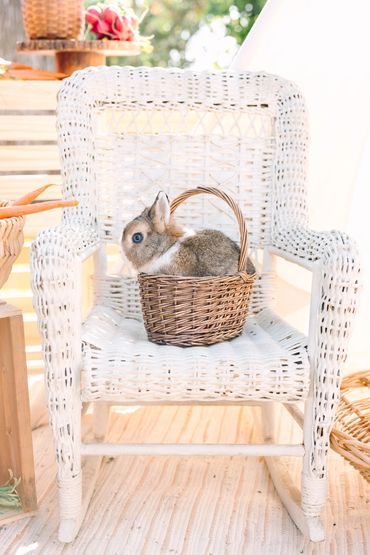 Miniature rabbit posed for a children's shoot, part of All God's Creatures mobile petting zoo experi