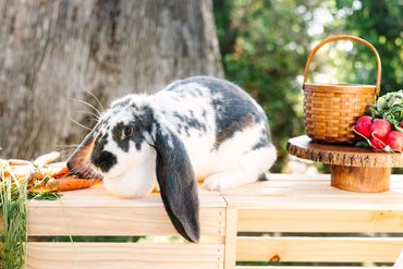 beautiful rabbit photoshoot