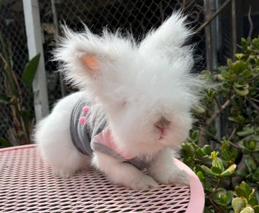 white bunny posed for a children’s birthday party photo shoot, part of our petting zoo experience.