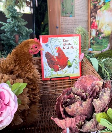 Chicken with storytime book, the little red hen, for literacy outreach and animal empathy, kindness