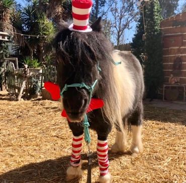 Story the miniature horse, part of a reading encouragment program.