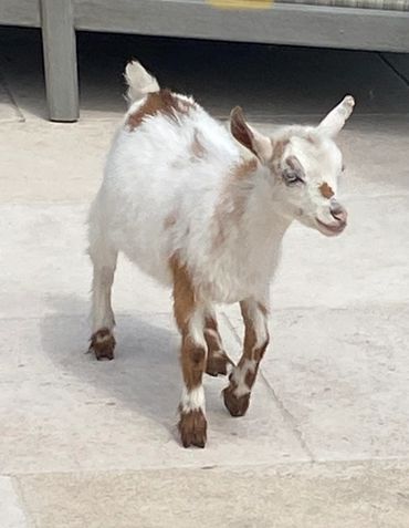 Friendly goat interacting with children at a mobile petting zoo birthday party, promoting kindness