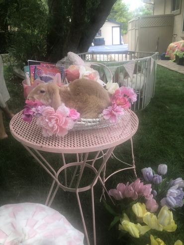 “Bunny-themed party setup with beautifully groomed rabbit, ready for kids to pet and pose with.”