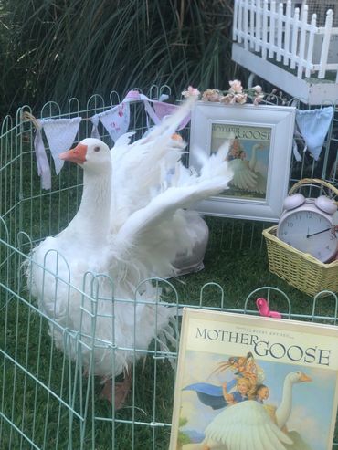 Our whimsical mother goose ambassador promoting reading and wonder