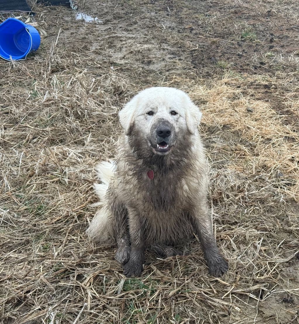Muddy white dog