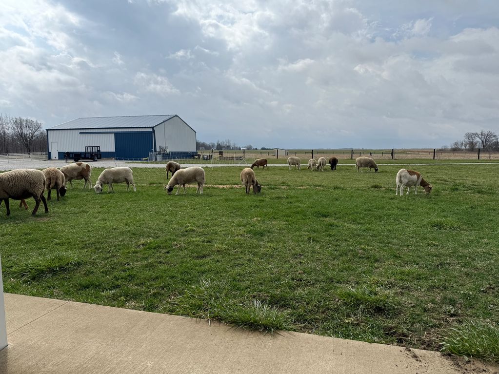 Sheep grazing in the barn yard