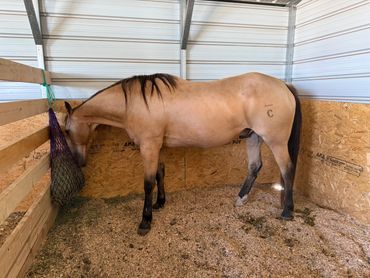 A horse eating hay inside a wooden stall.