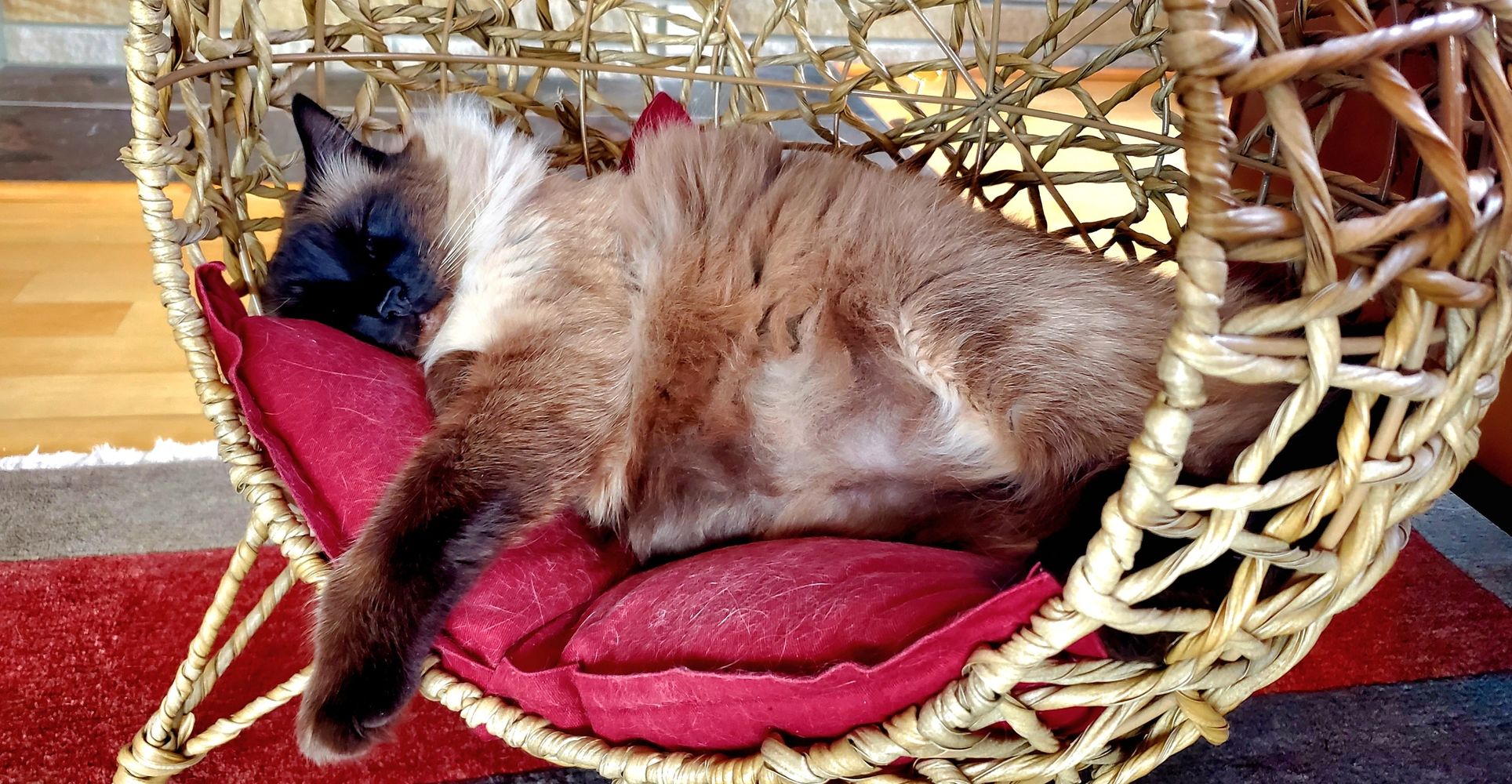 A Siamese cat sleeping on a red cushion in a woven chair.
